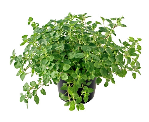 Oregano