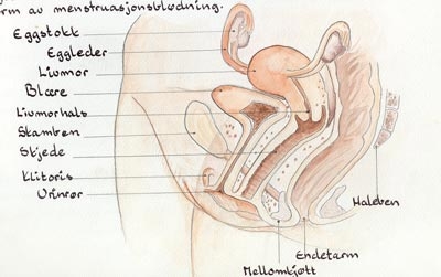 imagini ovariene