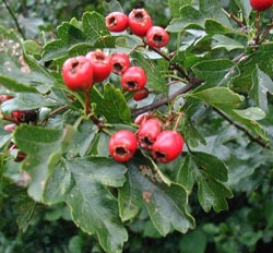 Paducelul (crataegus monogyna)