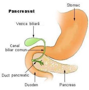 Pancreasul