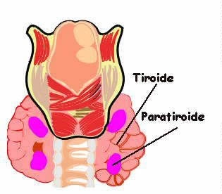 Bolile glandelor paratiroide - hipoparatiroidism