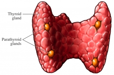 imagini paratiroide