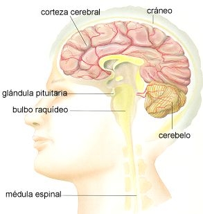 Parkinson syndrome (paralysis agitans; shaking palsy)