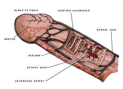 Cancerul de penis