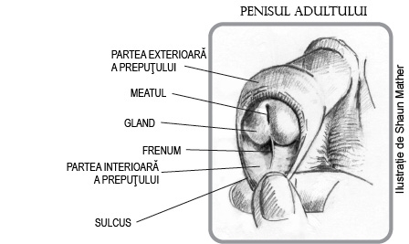 Penisul - preputul