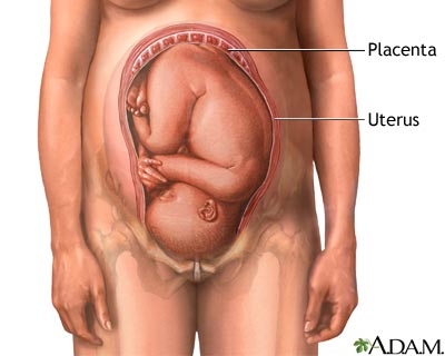 imagine cu placenta