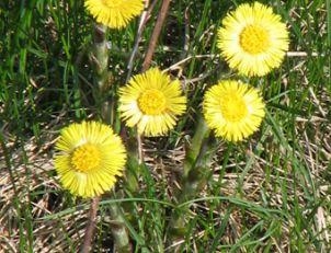 Podbalul (tussilago farfara)