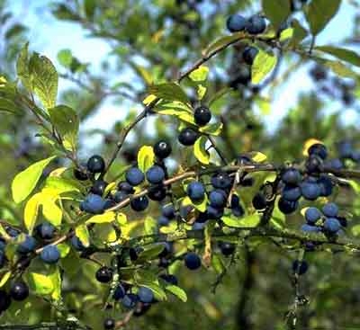 Porumbarul (prunus spinosa)