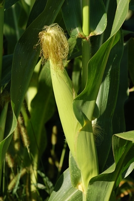 Porumbul (zea mays)