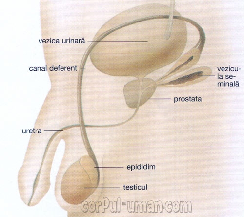 imagini prostatei