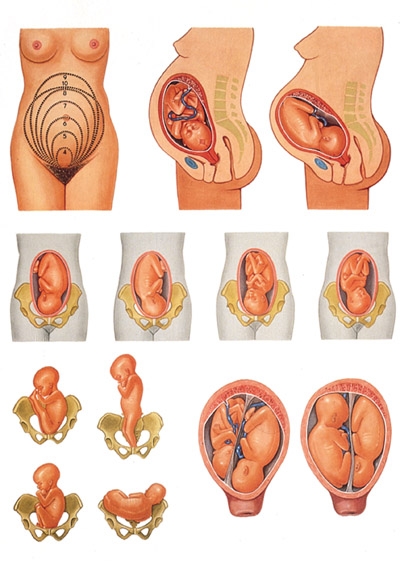 A 2-a luna de sarcina - de la embrion la fat