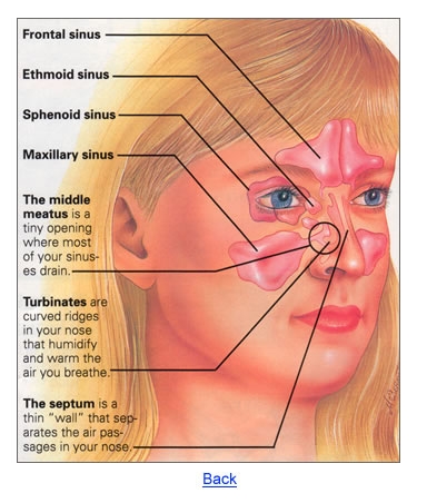 imagini sinus