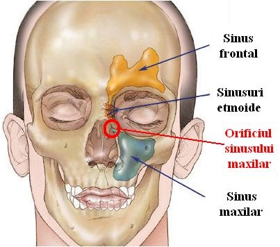 images sinusurile