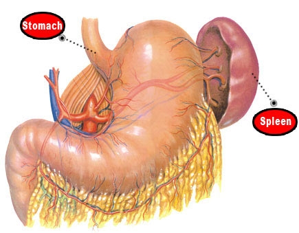 Rupturile de splina