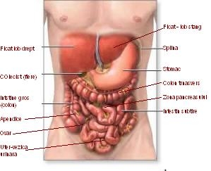 Stomacul