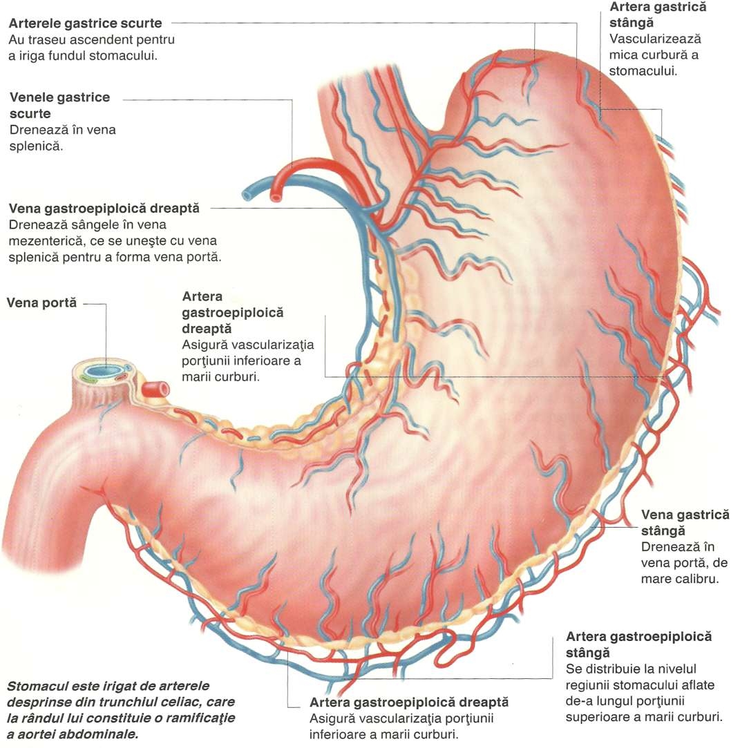 poza despre stomacul
