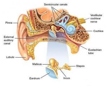 imagini surditatea