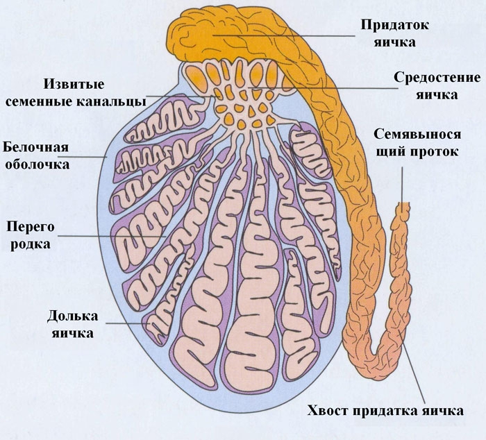 Cancerul la testicul