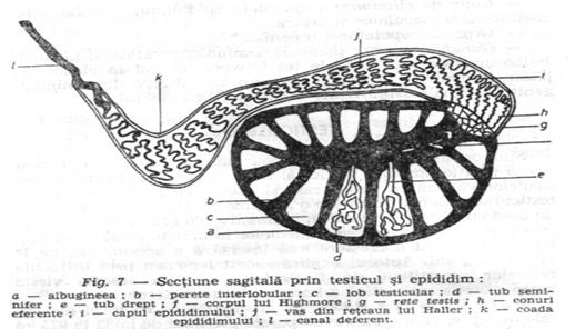 imagini testicul