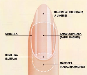 Urechile, ochii, nasul, gura, unghiile