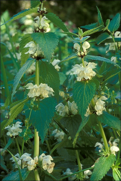 Urzica (urtica dioica)