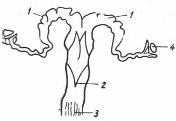 Sistemul de reproducere - aparatul genital masculin: testiculele , ductul spermatic , prostata, penisul, aparatul genital feminin: ovarele , trompele , uterul , vaginul , sanul